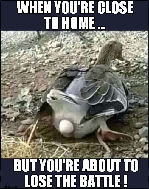 It's Crowning ! | WHEN YOU'RE CLOSE
TO HOME ... BUT YOU'RE ABOUT TO
LOSE THE BATTLE ! | image tagged in toilet,emergency,crowning,dark humour | made w/ Imgflip meme maker