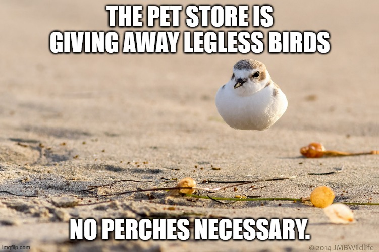 meme by Brad legless birds | THE PET STORE IS GIVING AWAY LEGLESS BIRDS; NO PERCHES NECESSARY. | image tagged in animals | made w/ Imgflip meme maker