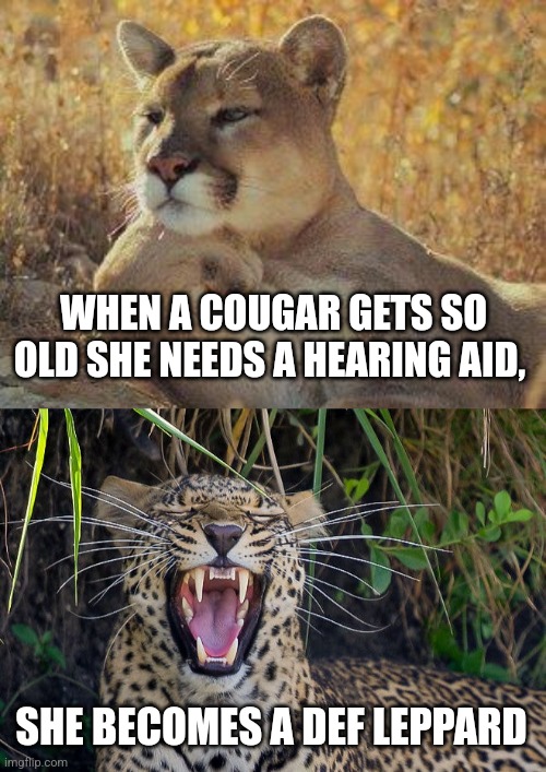Hard to hear Cougar | WHEN A COUGAR GETS SO OLD SHE NEEDS A HEARING AID, SHE BECOMES A DEF LEPPARD | image tagged in a cougar chillin,deaf,def leppard | made w/ Imgflip meme maker