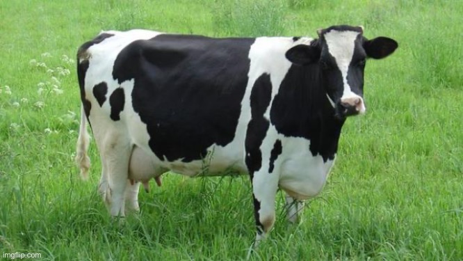 cow | image tagged in cow | made w/ Imgflip meme maker