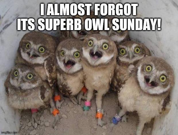 Owl Sunday | image tagged in owl sunday,cute | made w/ Imgflip meme maker