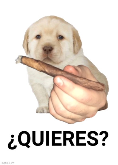 ¿Quieres? | image tagged in quieres | made w/ Imgflip meme maker