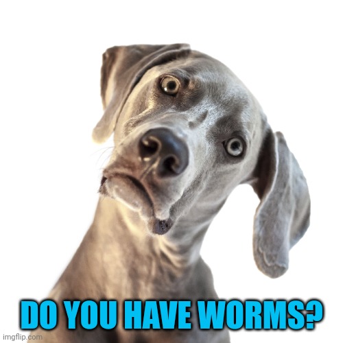 Face your dog makes when you do something dumb | DO YOU HAVE WORMS? | image tagged in confused dog | made w/ Imgflip meme maker