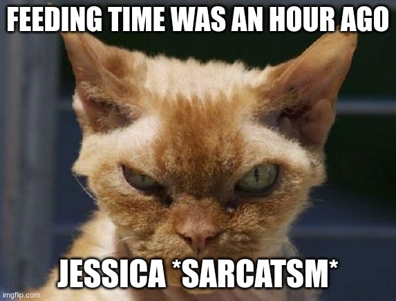 Mad Cat | FEEDING TIME WAS AN HOUR AGO; JESSICA *SARCATSM* | image tagged in mad cat | made w/ Imgflip meme maker