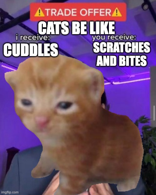 cats be like | CATS BE LIKE; SCRATCHES AND BITES; CUDDLES | image tagged in lol so funny,cute cat,trade offer | made w/ Imgflip meme maker
