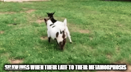 The Mostest Accurate Imgflip