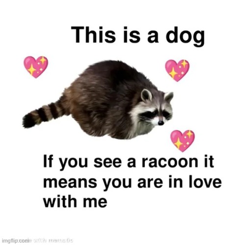 Amazing Raccoon | image tagged in wholesome,wholesome content,repost,racoon,memes,funny | made w/ Imgflip meme maker