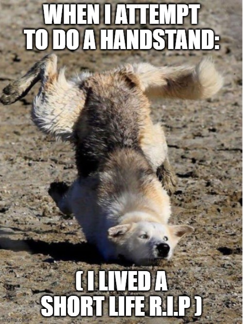 I think every1 can relate to this XD | WHEN I ATTEMPT TO DO A HANDSTAND:; ( I LIVED A SHORT LIFE R.I.P ) | image tagged in handstand,failure,rip | made w/ Imgflip meme maker