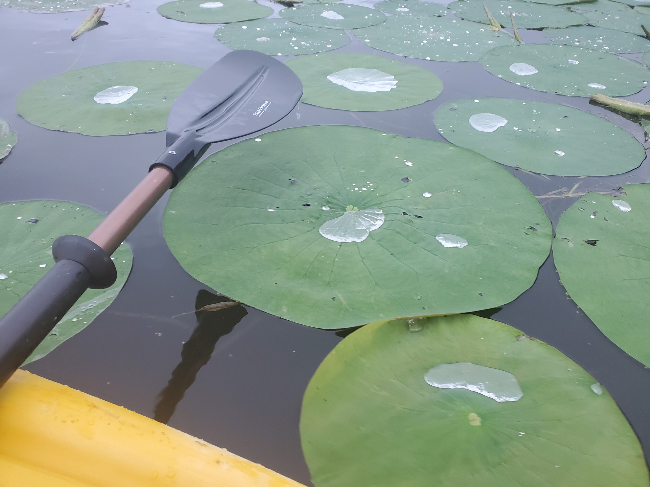 High Quality Water on lily pad Blank Meme Template