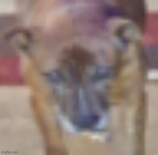 IF YOU SQUINT SHE LOOKS LIKE SID THE SLOTH | made w/ Imgflip meme maker