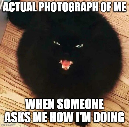 I'm fine. Just fine. | ACTUAL PHOTOGRAPH OF ME; WHEN SOMEONE ASKS ME HOW I'M DOING | image tagged in hissing cat | made w/ Imgflip meme maker