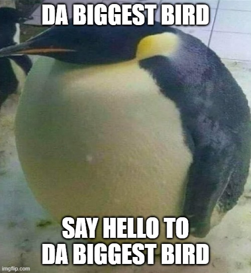 SAY HELLO | DA BIGGEST BIRD; SAY HELLO TO DA BIGGEST BIRD | image tagged in i'm da biggest bird,bird | made w/ Imgflip meme maker