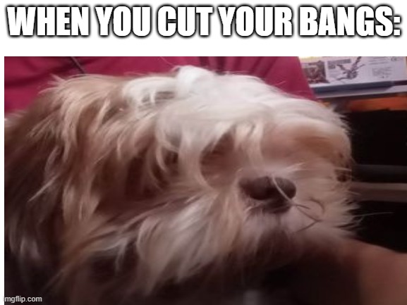 WHEN YOU CUT YOUR BANGS: | image tagged in dog | made w/ Imgflip meme maker