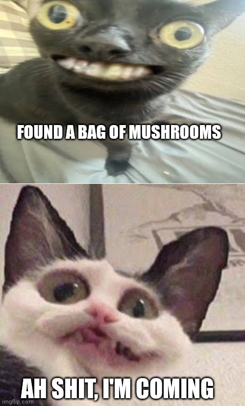 High kitty | FOUND A BAG OF MUSHROOMS; AH SHIT, I'M COMING | image tagged in mushrooms | made w/ Imgflip meme maker