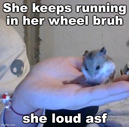 Hampter | She keeps running in her wheel bruh; she loud asf | image tagged in hampter | made w/ Imgflip meme maker