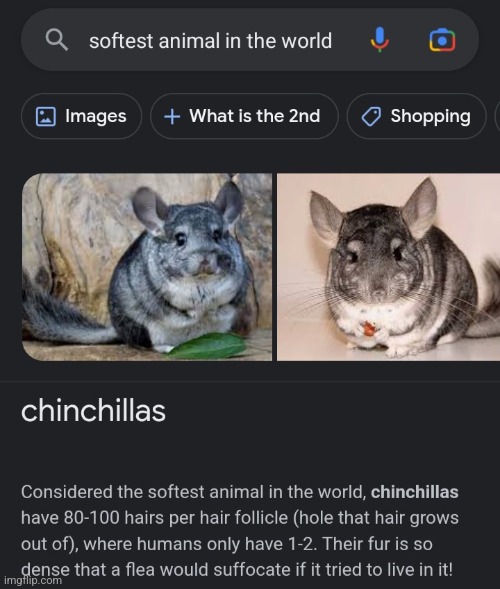 I wanna pet a chinchilla now >:( | image tagged in chinchilla | made w/ Imgflip meme maker