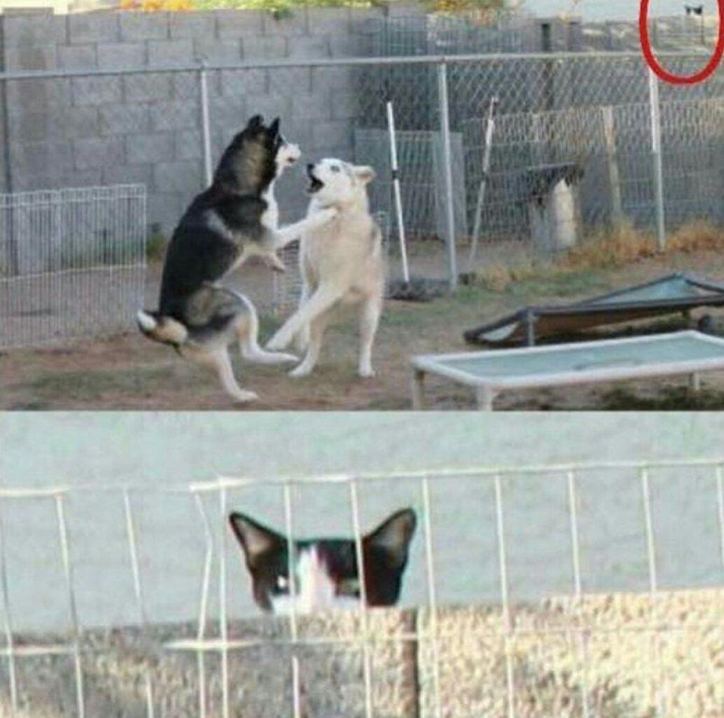 Cat watching dog fight Blank Meme Template