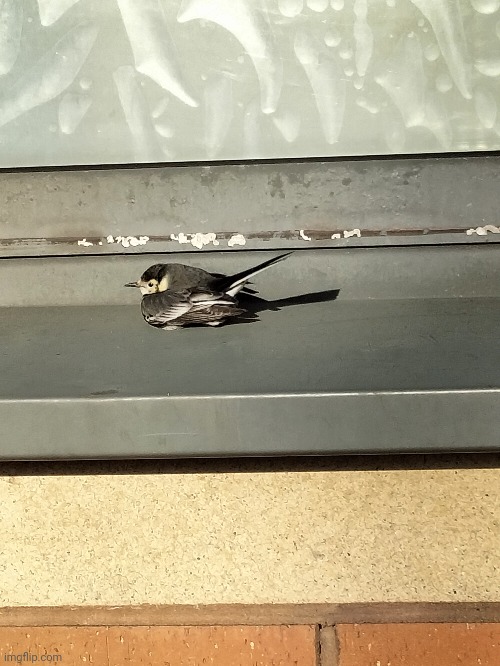 This Juvenile Pied Wagtail, my mum photographed. Forgot to share. But I was pretty close to the floof. | made w/ Imgflip meme maker