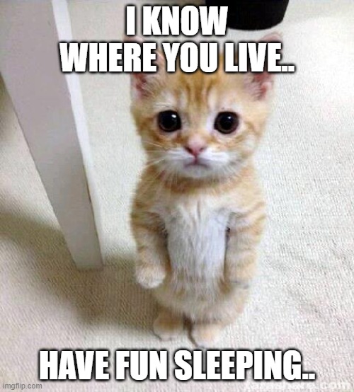 Cute Cat Meme | I KNOW WHERE YOU LIVE.. HAVE FUN SLEEPING.. | image tagged in memes,cute cat | made w/ Imgflip meme maker