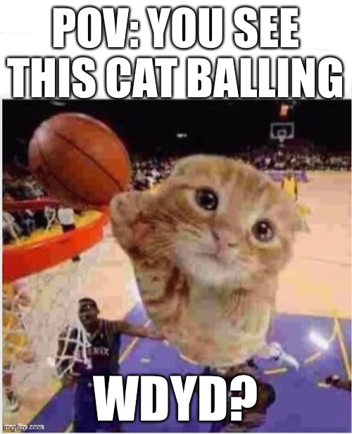 joke rp | POV: YOU SEE THIS CAT BALLING; WDYD? | made w/ Imgflip meme maker