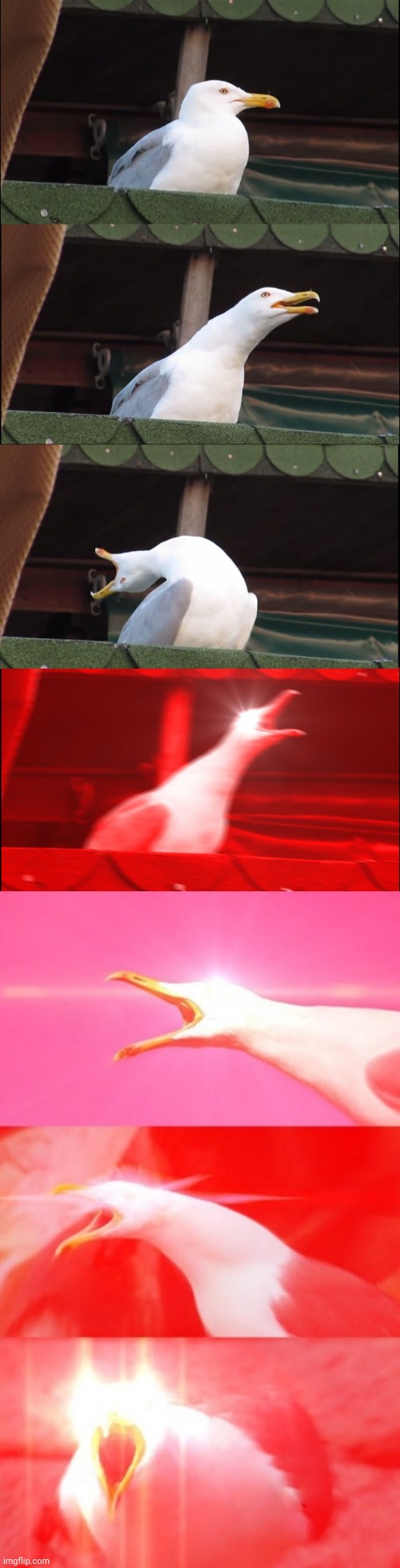 High Quality Screaming seagull Blank Meme Template