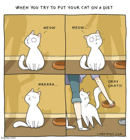 A Cat's Way Of Thinking | image tagged in memes,comics,cats,diet,feed me,sound | made w/ Imgflip meme maker