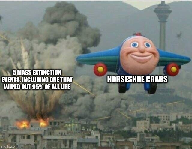 Those mfs are like marine cockroaches | HORSESHOE CRABS; 5 MASS EXTINCTION EVENTS, INCLUDING ONE THAT WIPED OUT 95% OF ALL LIFE | image tagged in jay jay the plane | made w/ Imgflip meme maker
