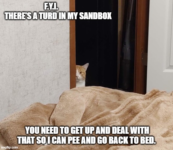 How my cat runs my life | F.Y.I.           THERE'S A TURD IN MY SANDBOX; YOU NEED TO GET UP AND DEAL WITH THAT SO I CAN PEE AND GO BACK TO BED. | image tagged in cats | made w/ Imgflip meme maker