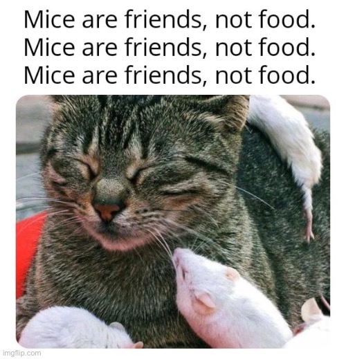 Mice are friends, not food. | image tagged in mice,cats,repost,memes,animals,funny | made w/ Imgflip meme maker