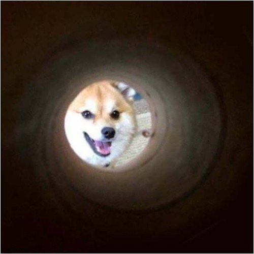 What The Last Pringle Sees ! | image tagged in dogs,pringles | made w/ Imgflip meme maker