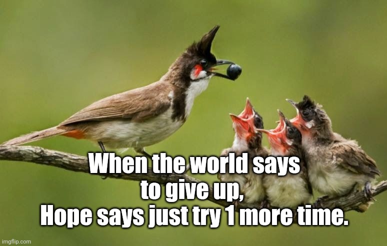 Hope | When the world says to give up, 
Hope says just try 1 more time. | image tagged in bird feeding babies | made w/ Imgflip meme maker