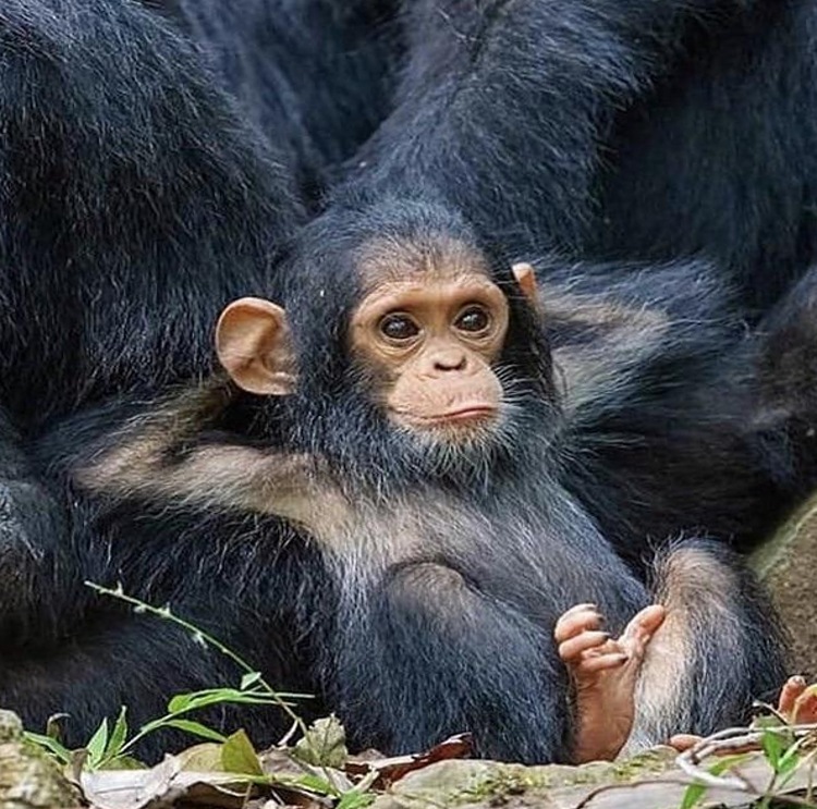 High Quality baby chimp Blank Meme Template