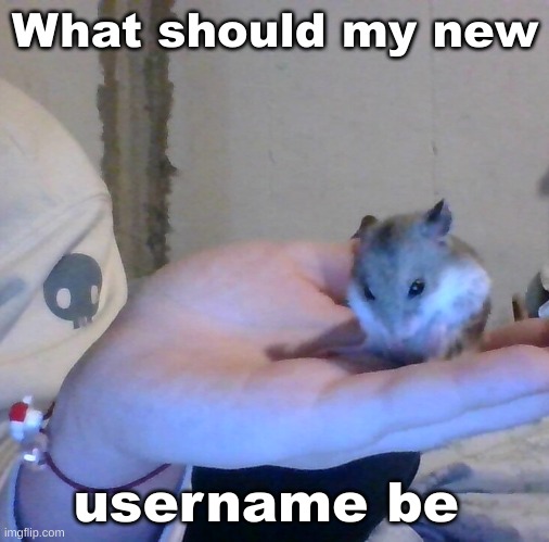 Hampter | What should my new; username be | image tagged in hampter | made w/ Imgflip meme maker