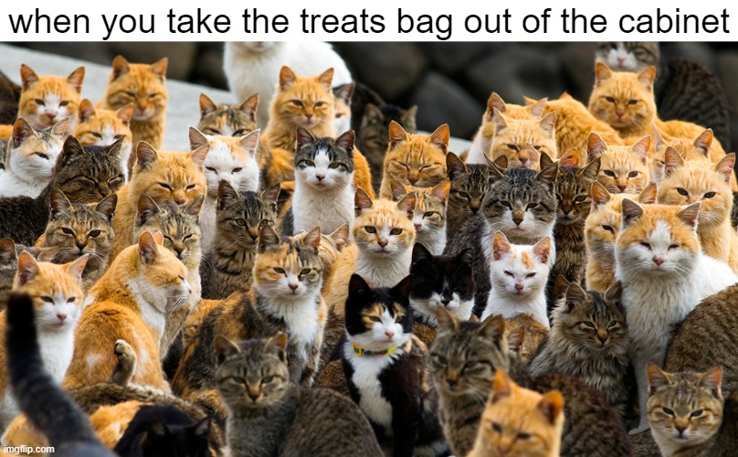 when you take the treats bag out of the cabinet | image tagged in memes,cats,animals,cat,wildlife,cute animals | made w/ Imgflip meme maker