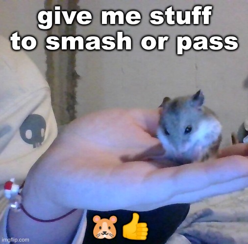 ; | give me stuff to smash or pass; 🐹👍 | image tagged in hampter | made w/ Imgflip meme maker