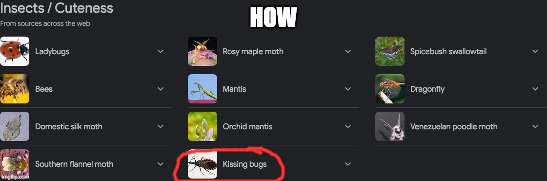 note that this image is outdated now. | HOW | image tagged in bugs,insects,google | made w/ Imgflip meme maker