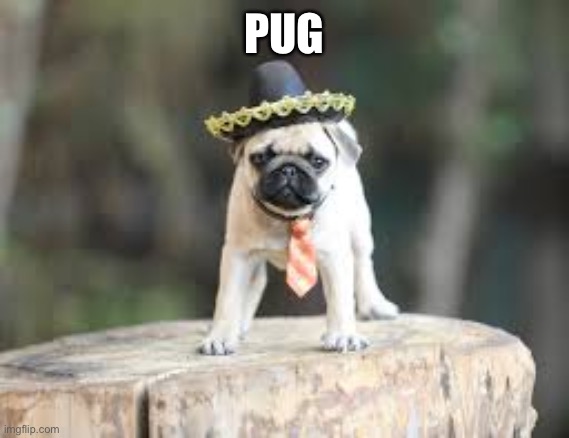 PUG | made w/ Imgflip meme maker