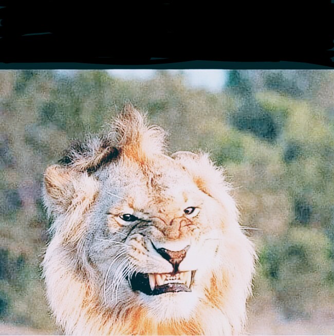 High Quality Grimacing Lioness Blank Meme Template