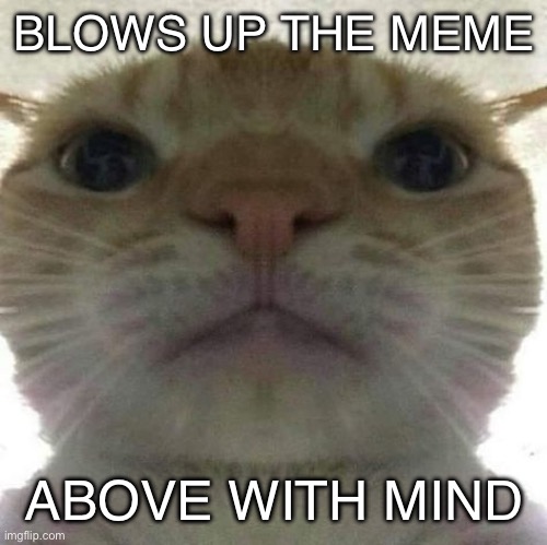 cat stare | BLOWS UP THE MEME; ABOVE WITH MIND | image tagged in cat stare | made w/ Imgflip meme maker