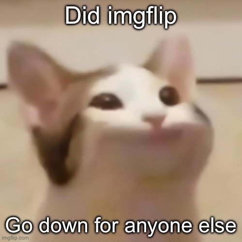 pop cat | Did imgflip; Go down for anyone else | image tagged in pop cat | made w/ Imgflip meme maker