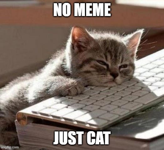 tired cat | NO MEME; JUST CAT | image tagged in tired cat | made w/ Imgflip meme maker