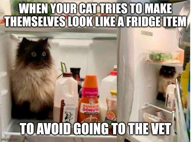 The vet is scary | WHEN YOUR CAT TRIES TO MAKE THEMSELVES LOOK LIKE A FRIDGE ITEM; TO AVOID GOING TO THE VET | image tagged in wut | made w/ Imgflip meme maker