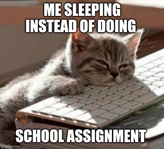 Sleep now, do assignment later | ME SLEEPING INSTEAD OF DOING; SCHOOL ASSIGNMENT | image tagged in tired cat | made w/ Imgflip meme maker