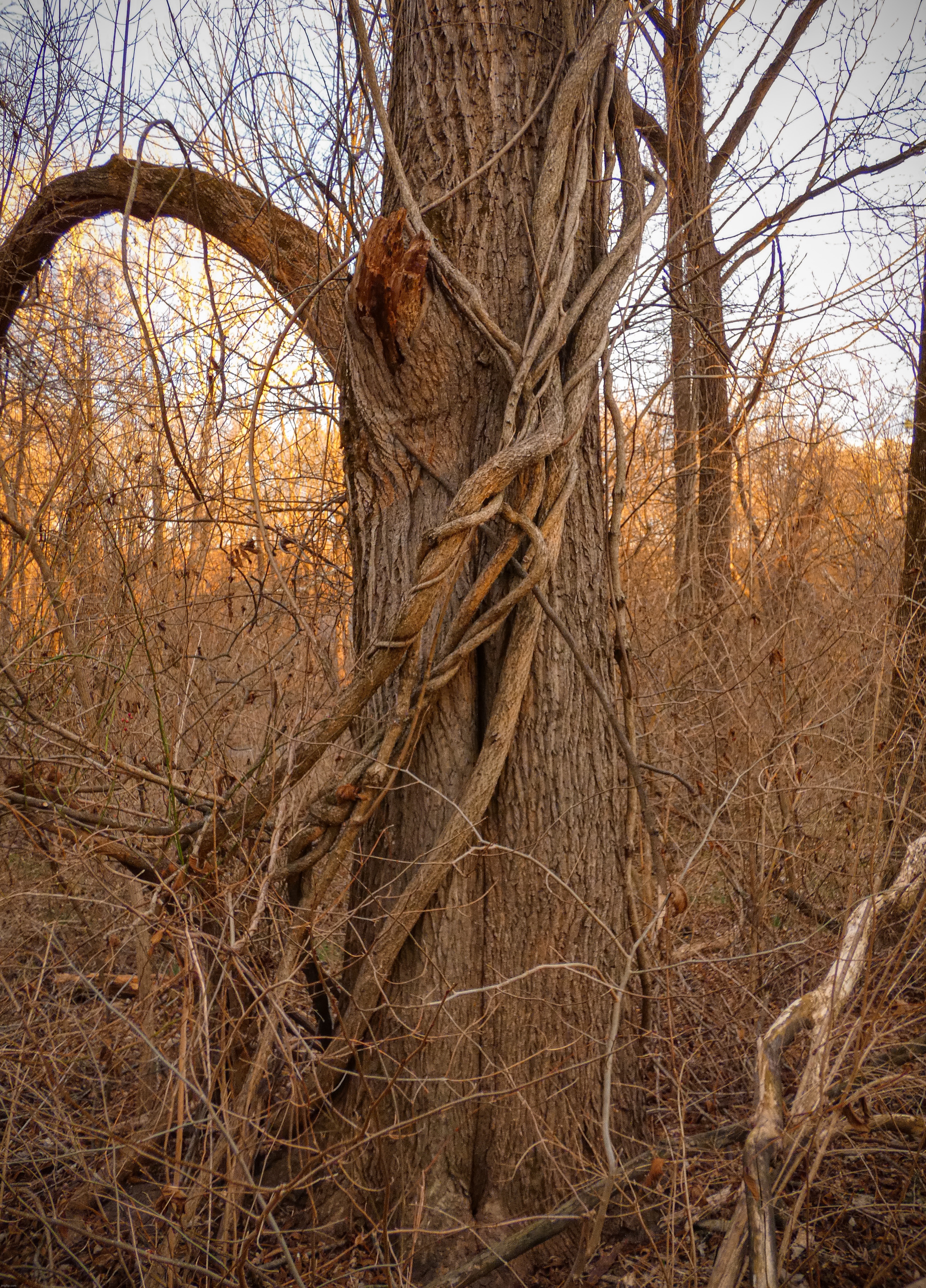 A very tied-up tree that I saw yesterday while on a walk | image tagged in share your own photos | made w/ Imgflip meme maker