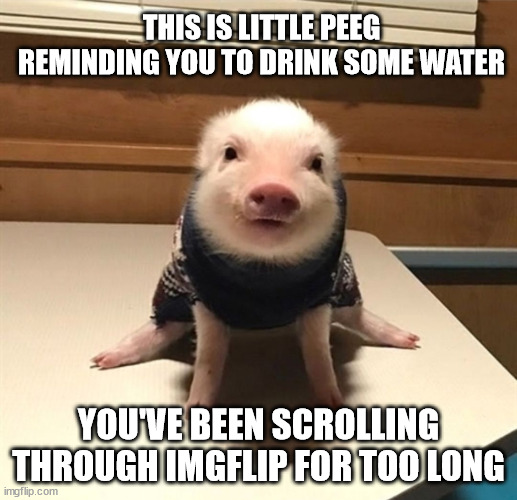 peeg puts "sty" in style | THIS IS LITTLE PEEG REMINDING YOU TO DRINK SOME WATER; YOU'VE BEEN SCROLLING THROUGH IMGFLIP FOR TOO LONG | image tagged in pig,reminder,water,cute | made w/ Imgflip meme maker