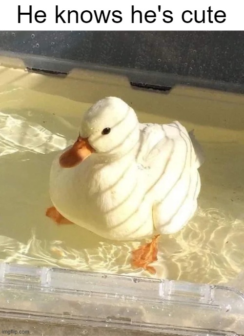 He knows he's cute | He knows he's cute | image tagged in ducks,animals,memes,funny,cute,quack | made w/ Imgflip meme maker