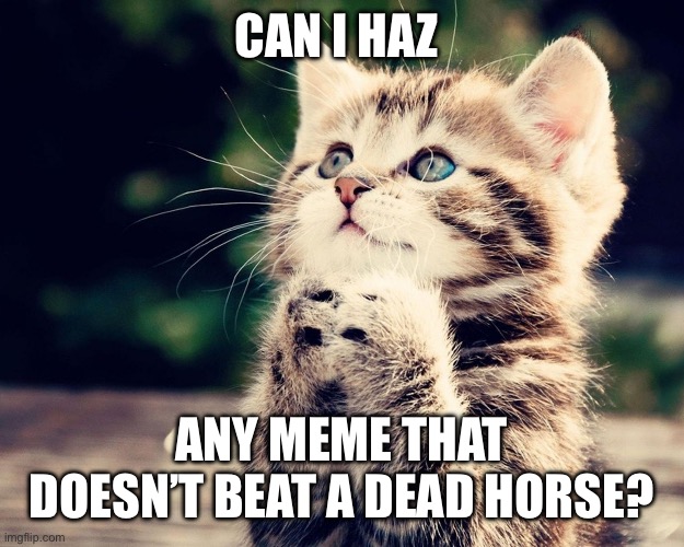 Kitten Can I Haz | CAN I HAZ; ANY MEME THAT DOESN’T BEAT A DEAD HORSE? | image tagged in kitten can i haz | made w/ Imgflip meme maker