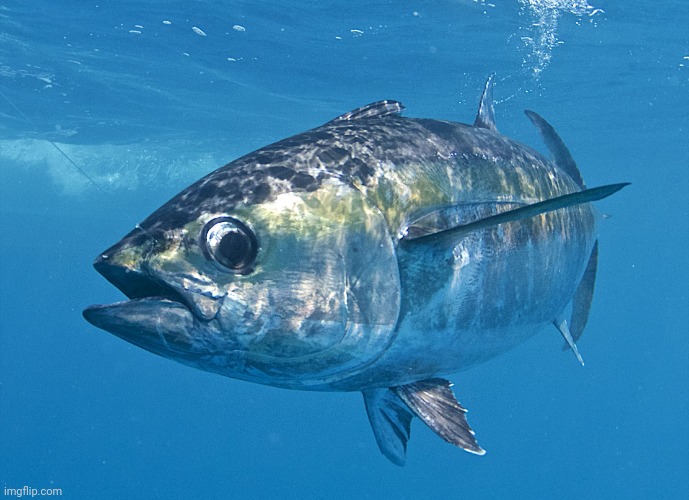 Tuna fish | image tagged in tuna fish | made w/ Imgflip meme maker