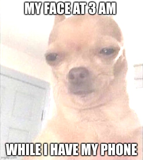 Chihuahua Meme Face | MY FACE AT 3 AM; WHILE I HAVE MY PHONE | image tagged in chihuahua meme face | made w/ Imgflip meme maker