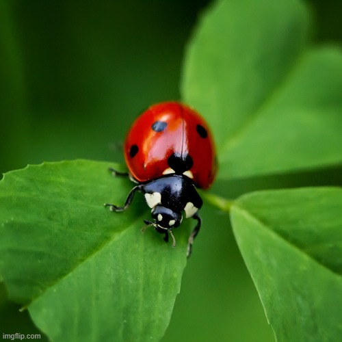 Ladybug | image tagged in ladybug | made w/ Imgflip meme maker